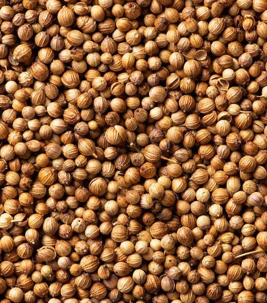 Coriandro de exportación de Viel Agro Global