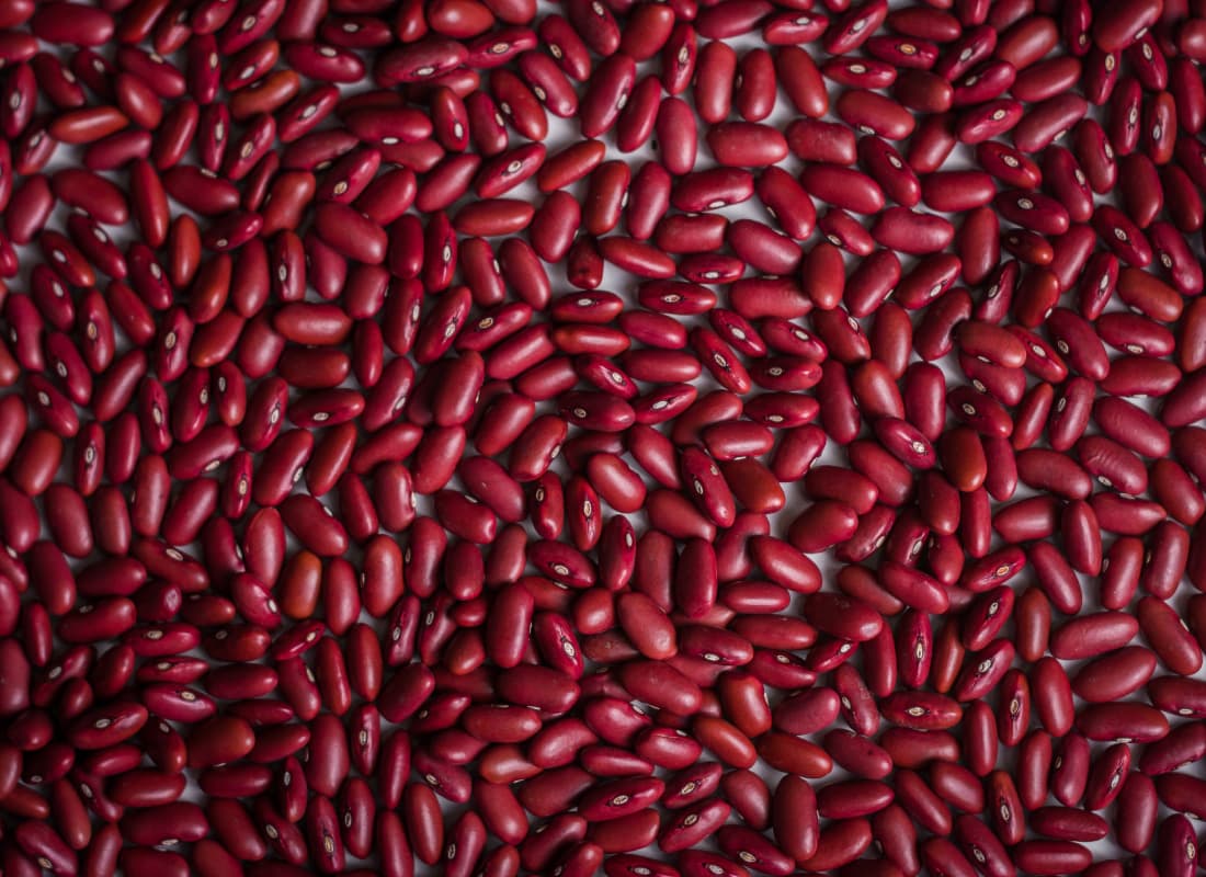 Garbanzo y legumbres de exportación de Viel Agro Global