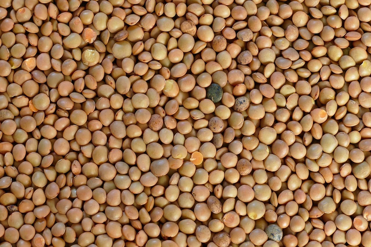 Lentejas de exportación de Viel Agro Global