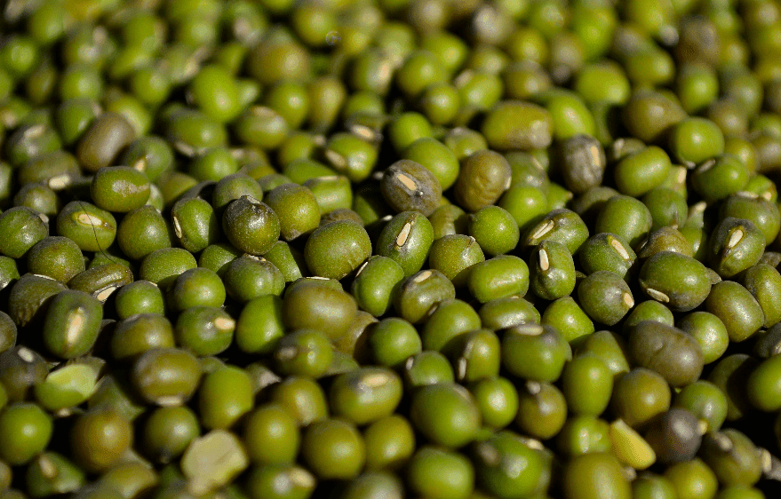 Poroto mung de exportación de Viel Agro Global